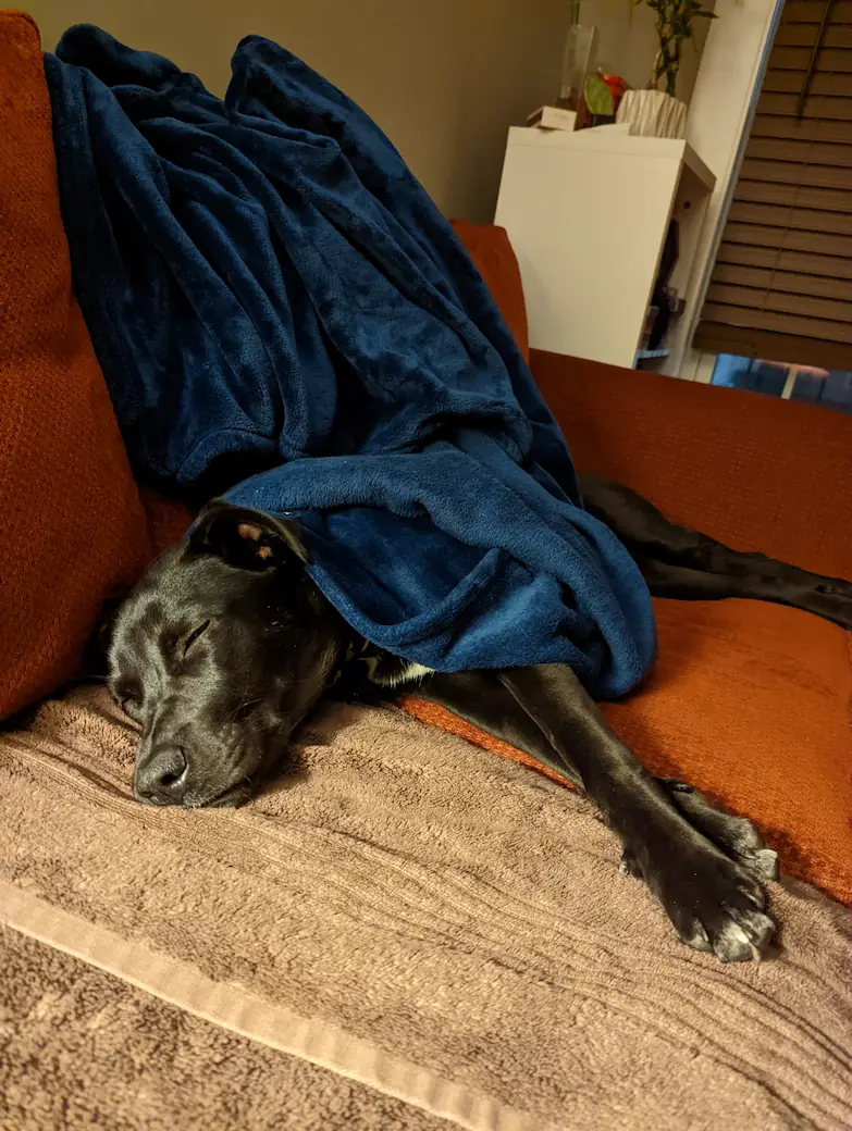 Gracie sleeping on the couch with a blanket draped over her shoulders.