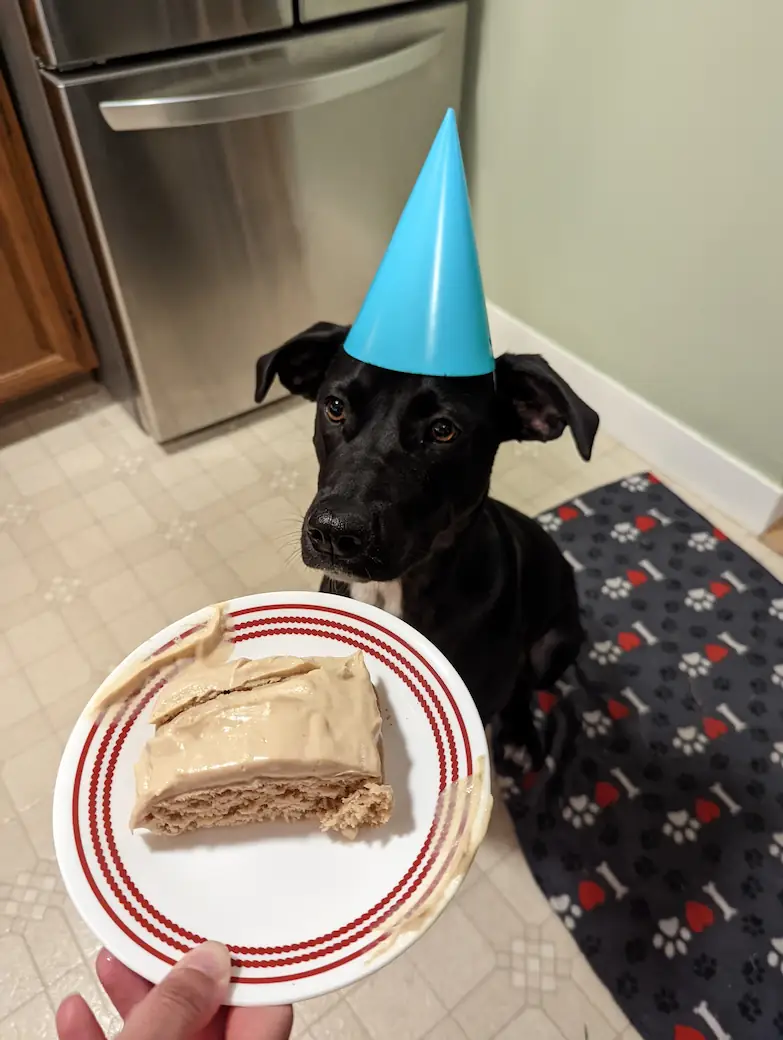 Gracie wearing a party hat, looking at a piece of her 1st birthday cake.